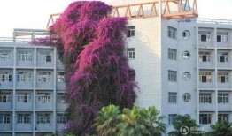 广西建院爆料最新消息是真的吗,真相揭晓，官方证实消息真实性